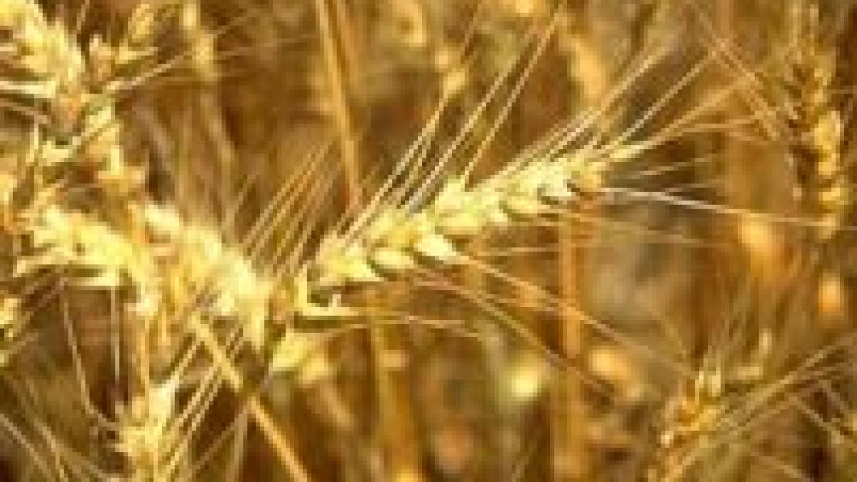 fara taxe vamale la importul de cereale in cadrul ue