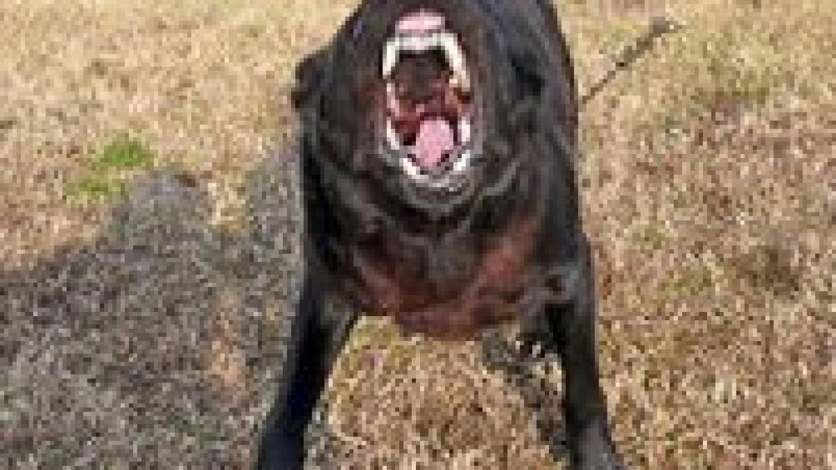 britanica ucisa de caini vagabonzi in bulgaria