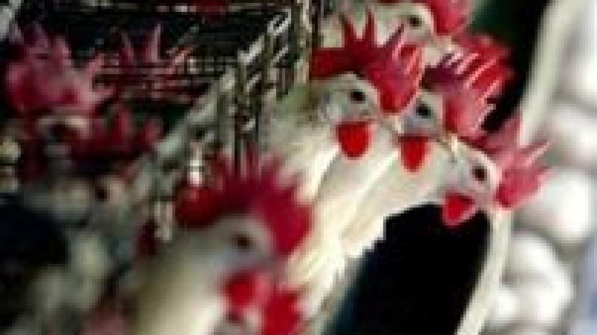 bulgaria a luat masuri drastice impotriva raspandirii gripei aviare