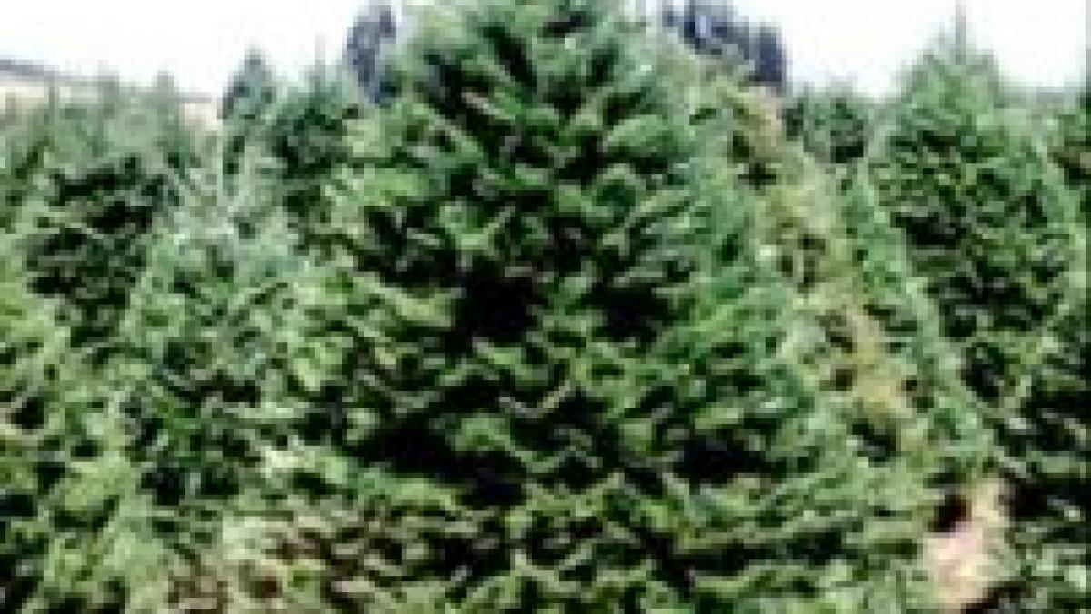 primii brazi pentru craciun au fost scosi la vanzare