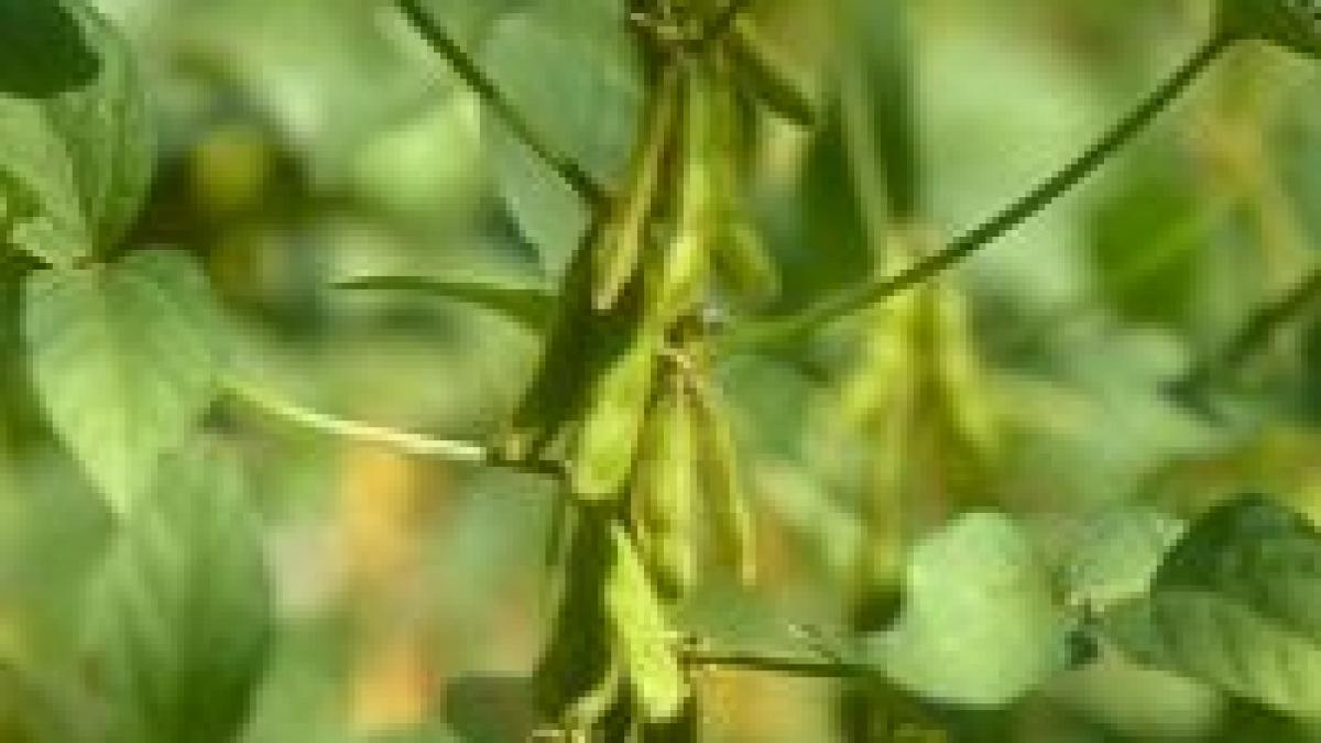 soia reduce riscul unui atac cardiac la femei