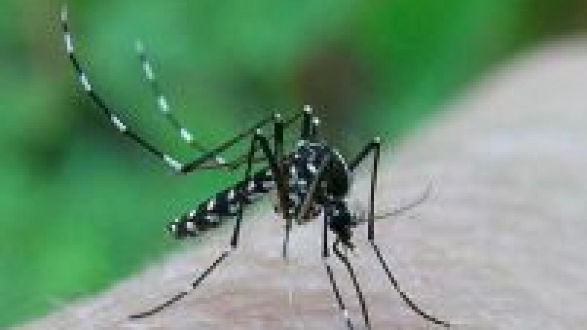 tantarii care raspandesc febra tropicala au aparut in europa