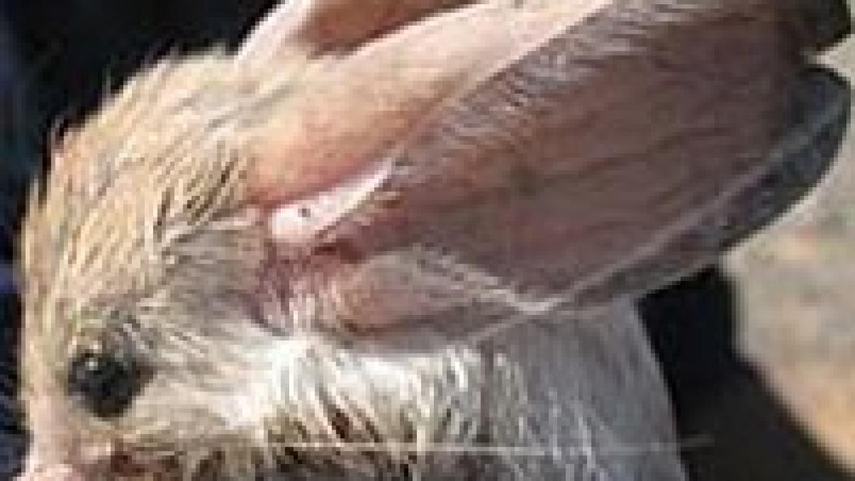 mickey mouse al desertului filmat de cercetatori britanici