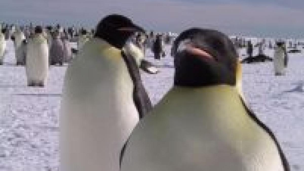 pinguinii in pericol antarctica se topeste de cinci ori mai repede decat alte zone