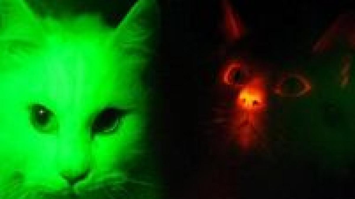 pisicile clonate devin rosii pe intuneric