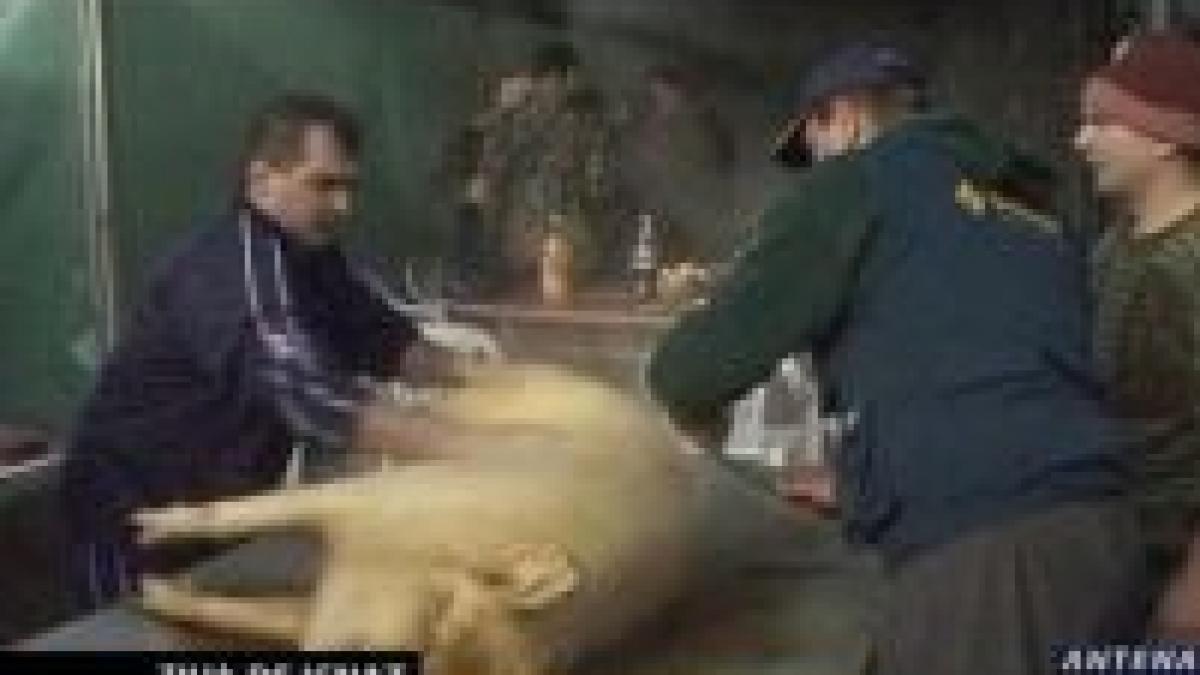 ziua de ignat conform traditiei se sacrifica porcul