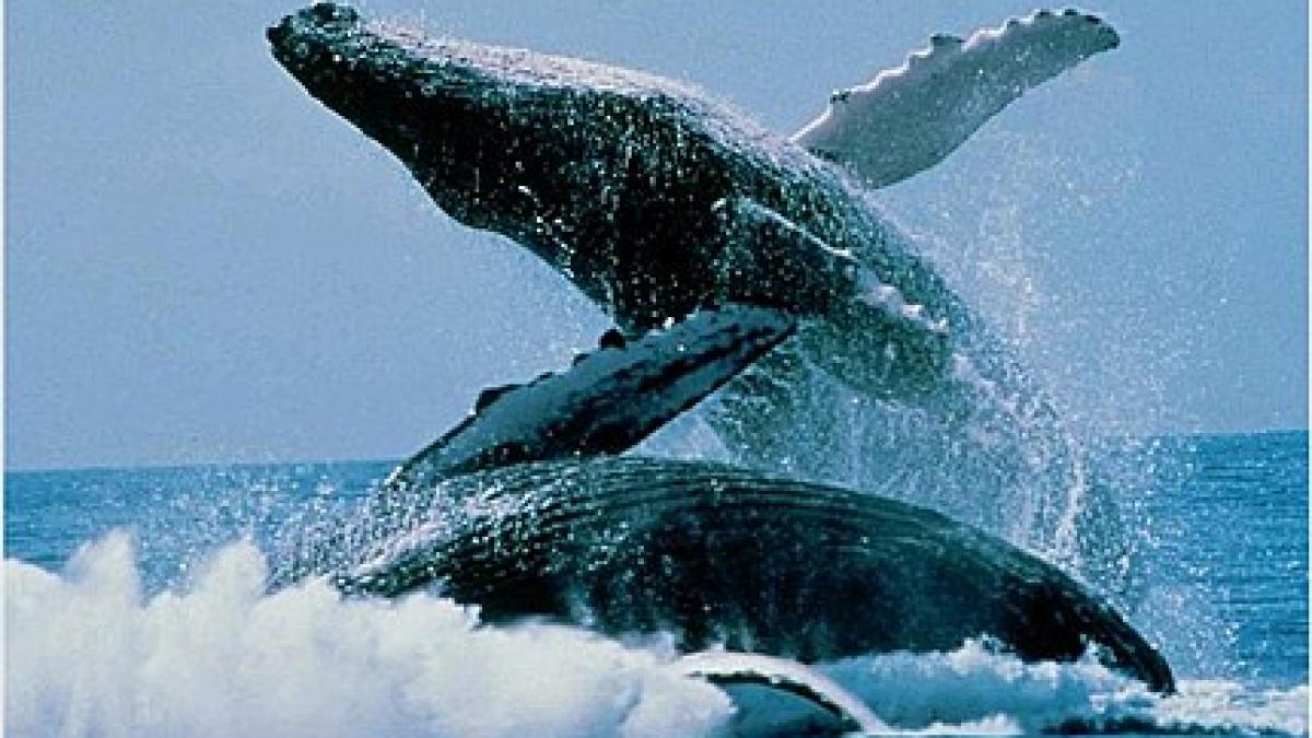 japonia nu mai vaneaza balenele cu cocoasa