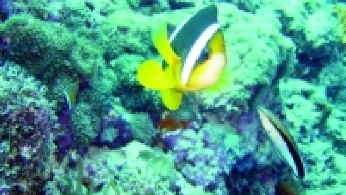 top antena3 ro unde fugim de revelion destinatii exotice