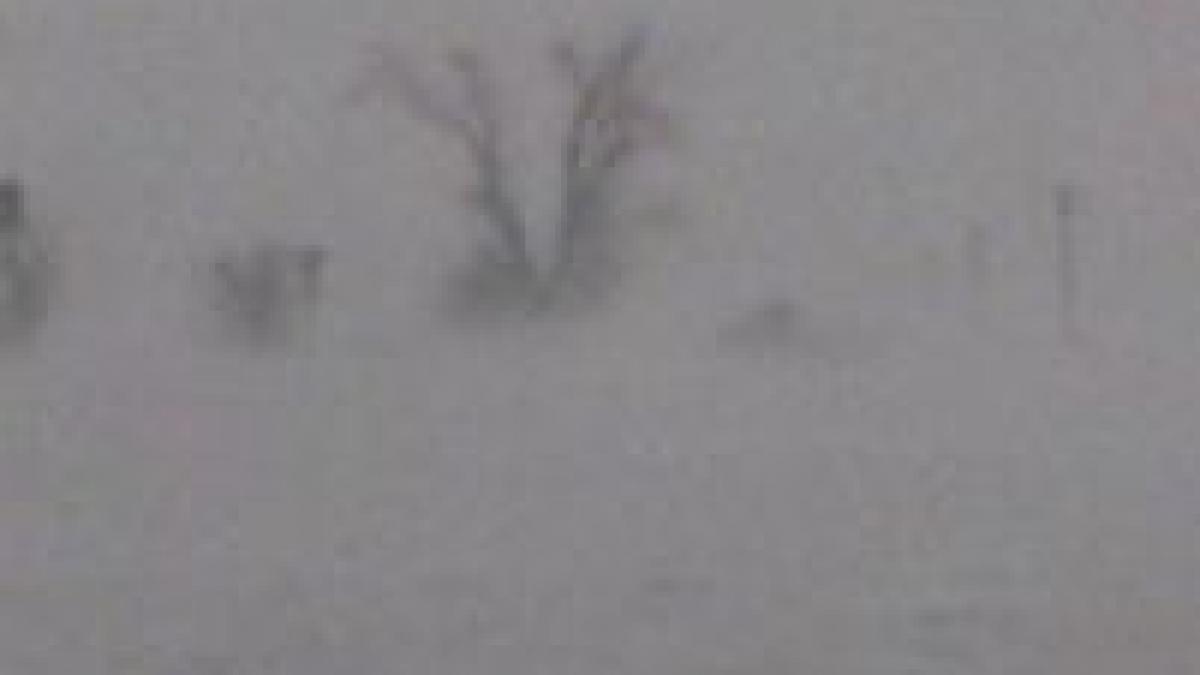 bulgaria sute de romani blocati pe drumul spre tara s a deschis un numar telefonic pentru urgente