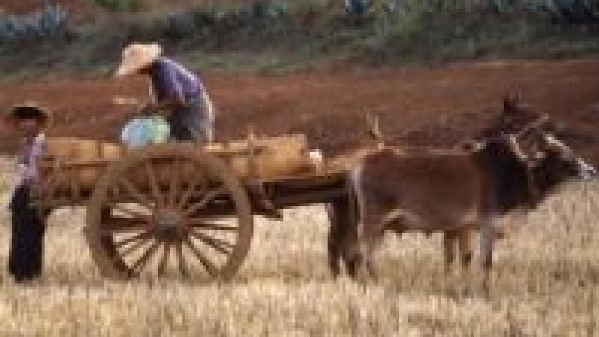 marea britanie angajeaza sezonieri in agricultura doar din romania si bulgaria