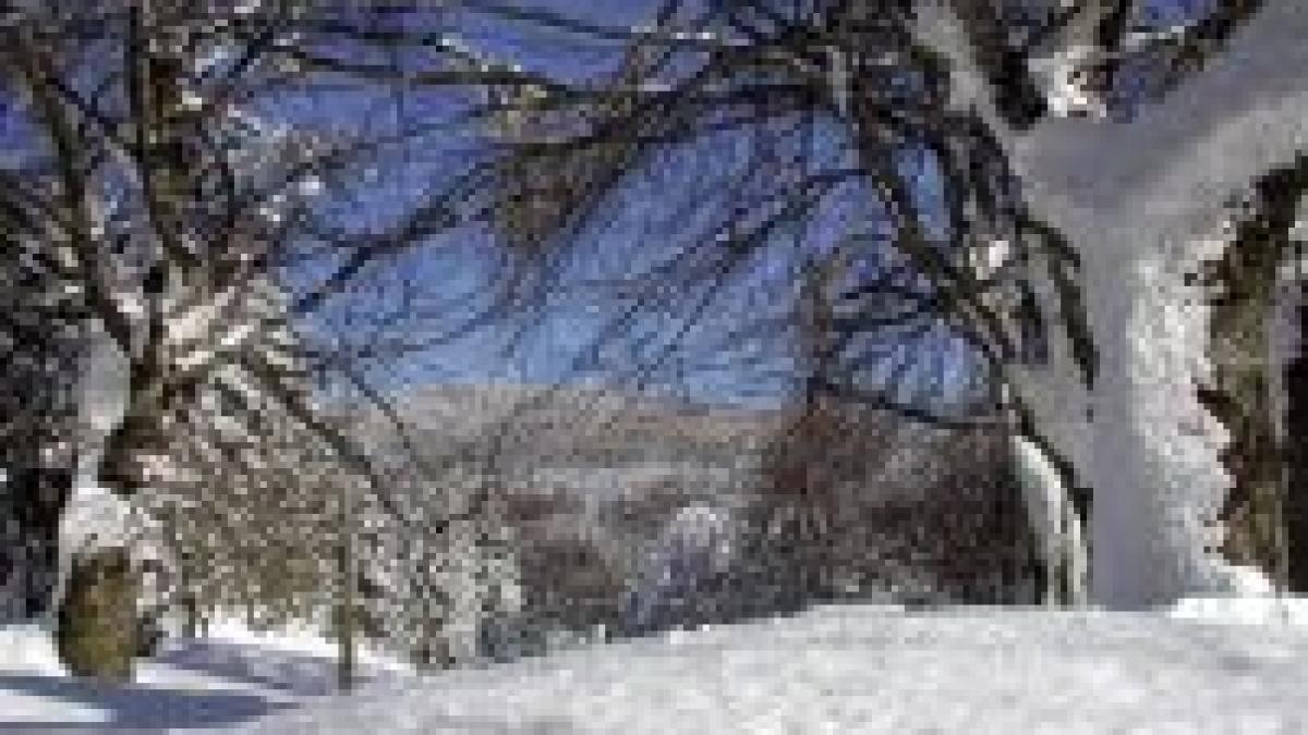 ninsorile au acoperit intreaga europa