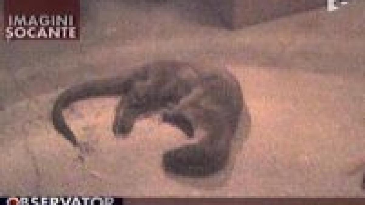 pompierii chemati sa o salveze au omorat in bataie o vidra video