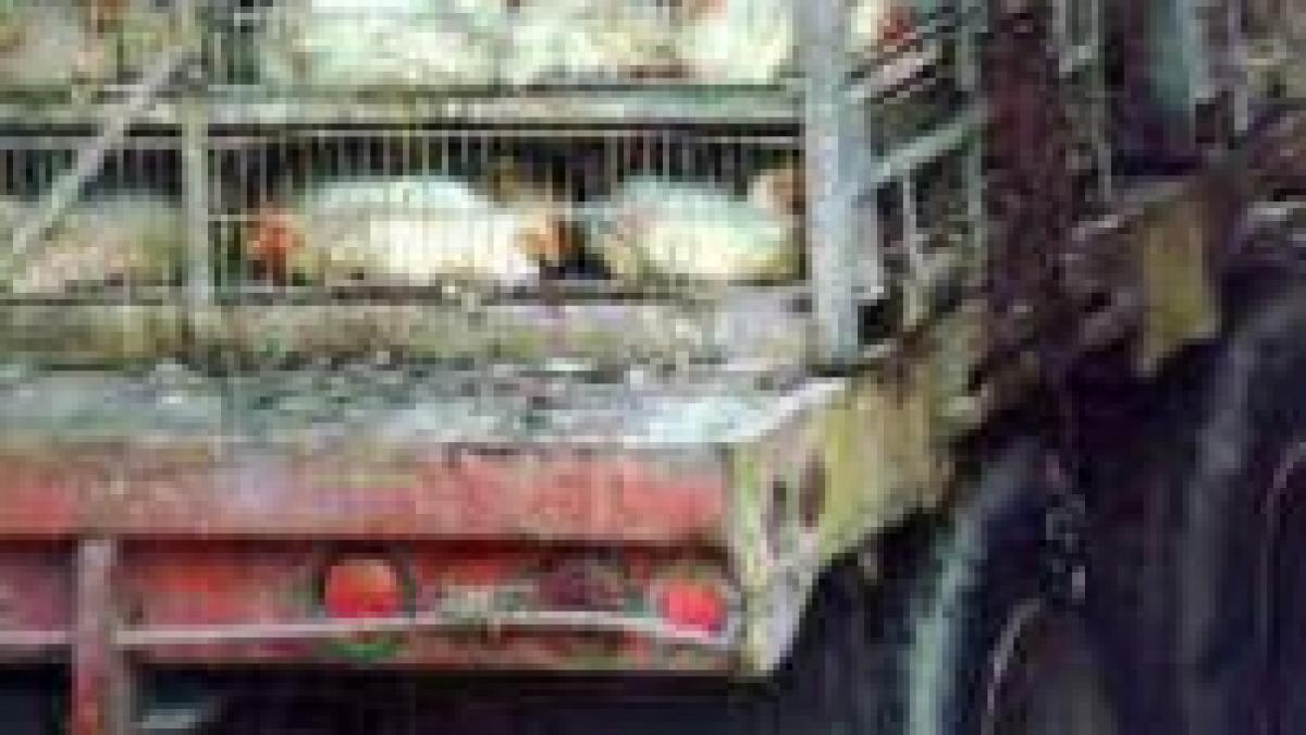 soferii care transporta animale in scop economic au nevoie de atestat