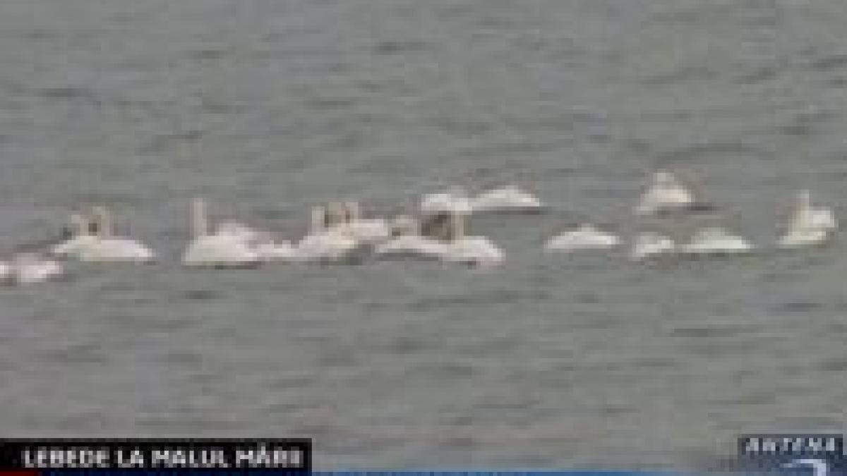 un stol de lebede s a refugiat in statiunea mamaia video