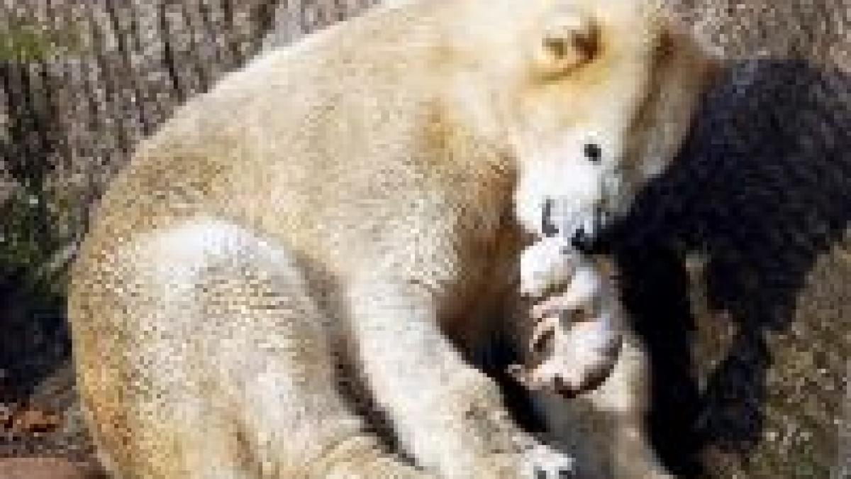 drama la zoo din nurenberg o ursoaica si a mancat doi dintre pui foto si video