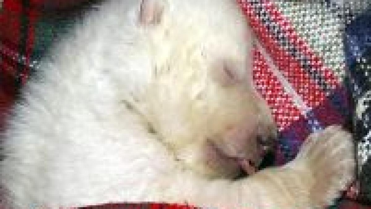 puiul de urs polar salvat se simte mai bine imagini