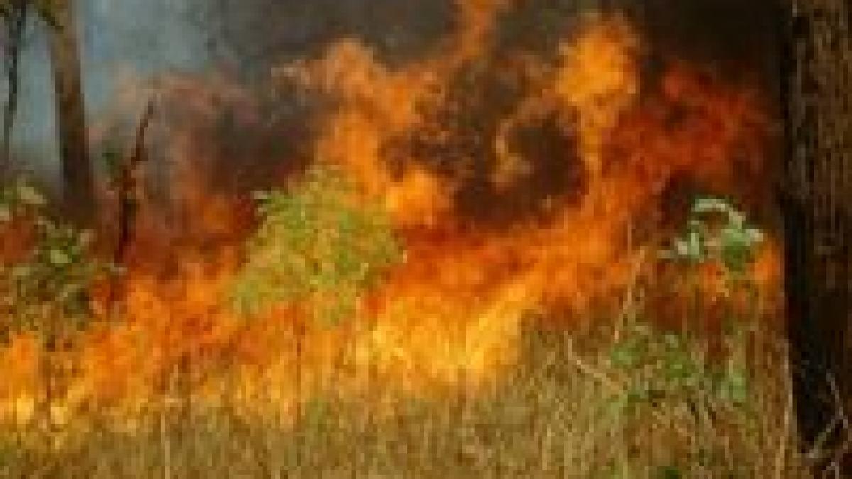 australia canicula provoaca incendii pe continent