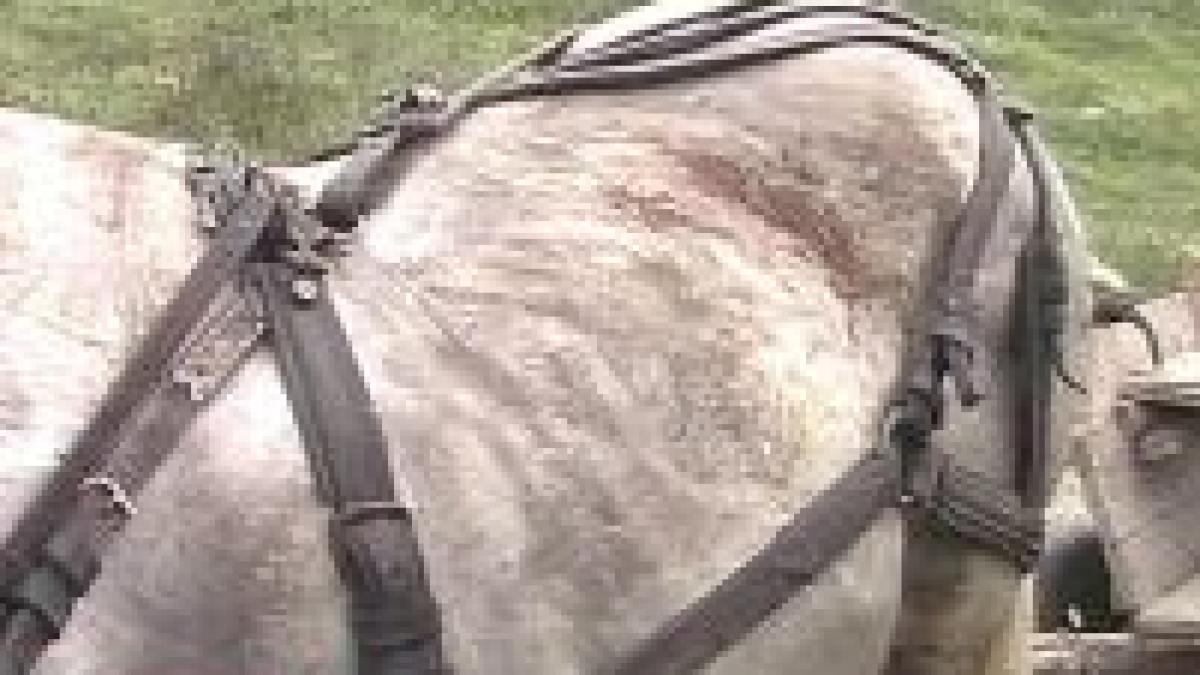 cei care maltrateaza animalele pot face inchisoare