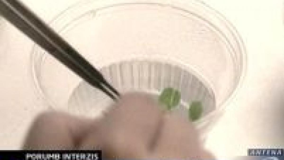 franta a suspendat cultura unei specii de porumb cu modificari genetice