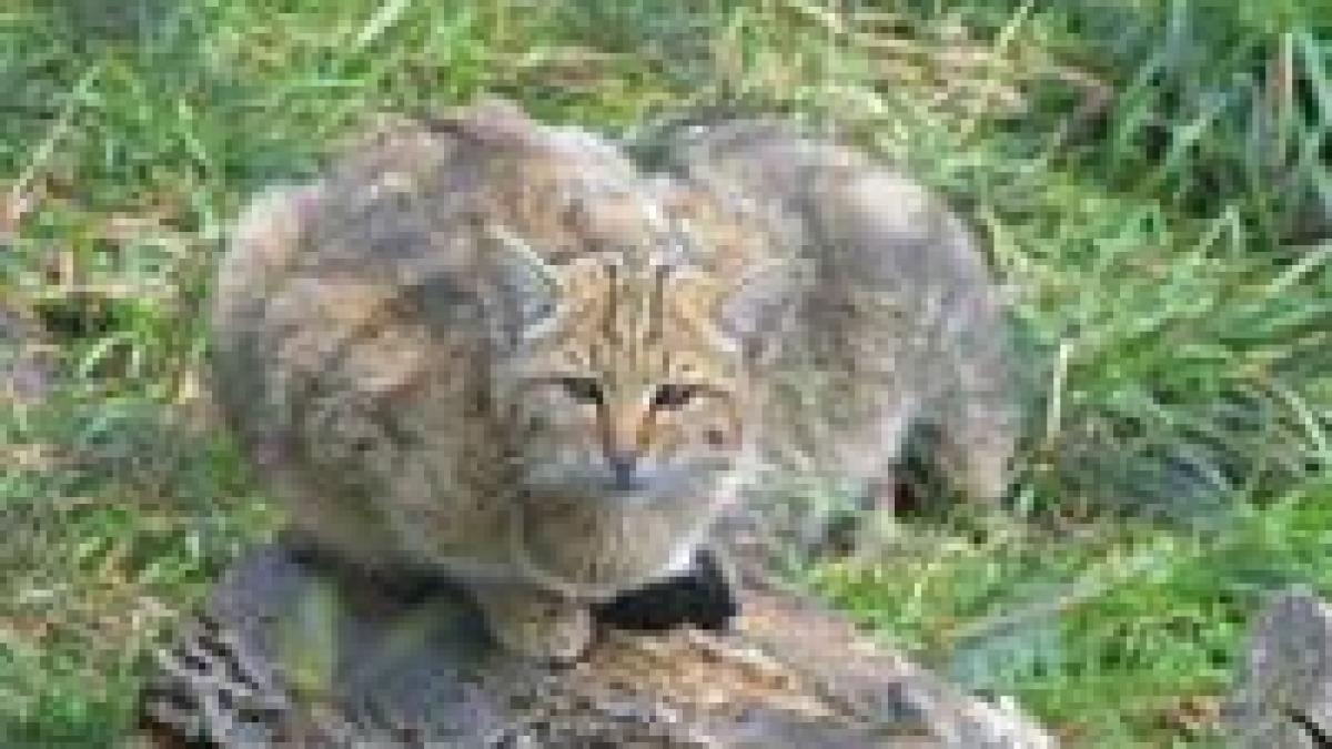 suceava doua cazuri de rabie de la inceputul saptamanii