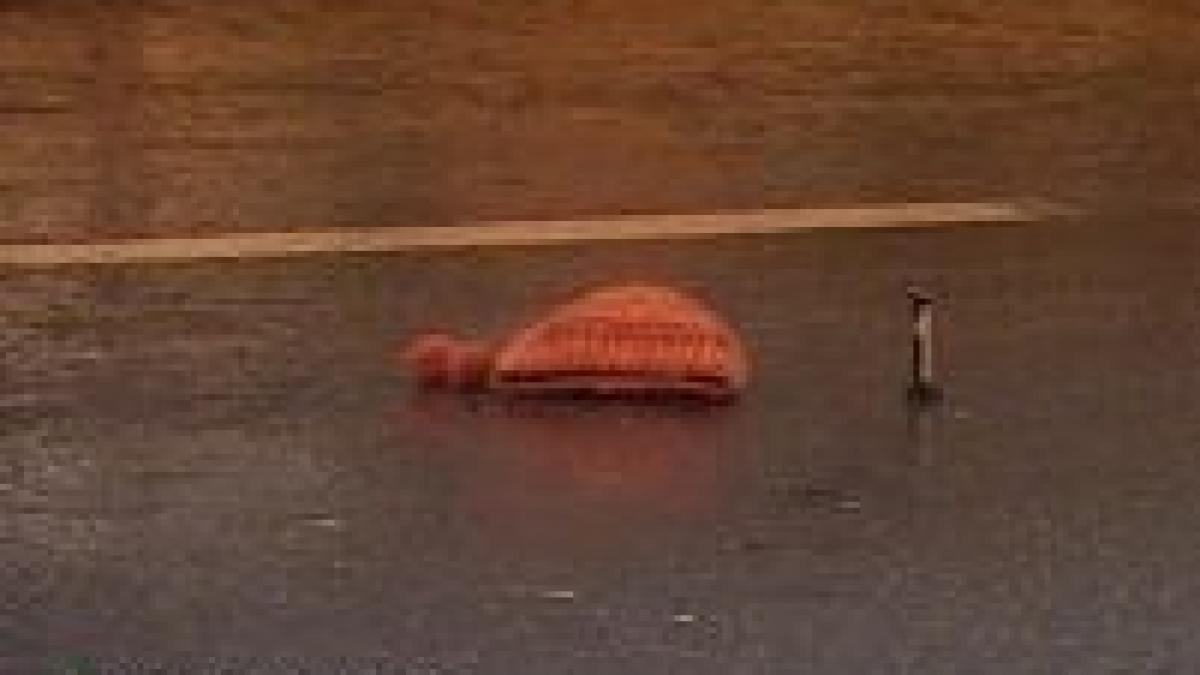 doi copii zdrobiti pe trecere de un politist