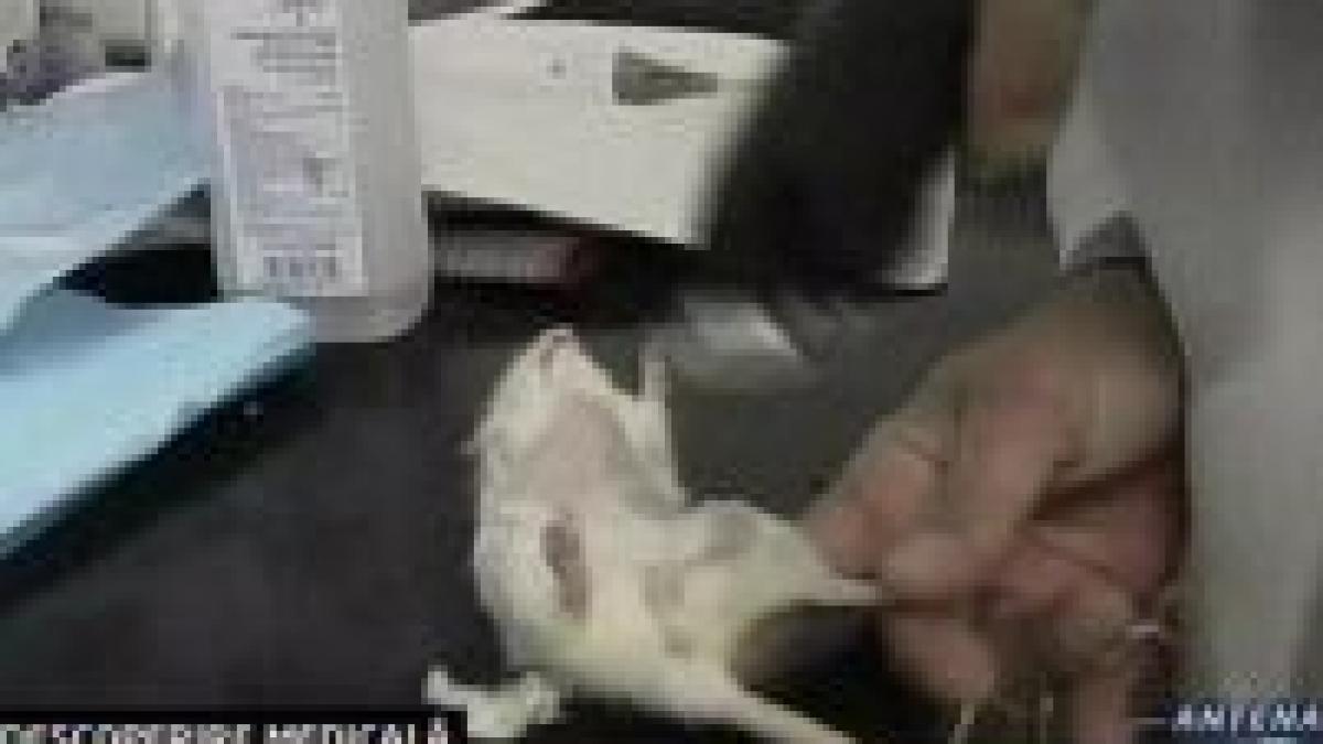 cercetatorii au readus la viata inimile unor soareci morti video