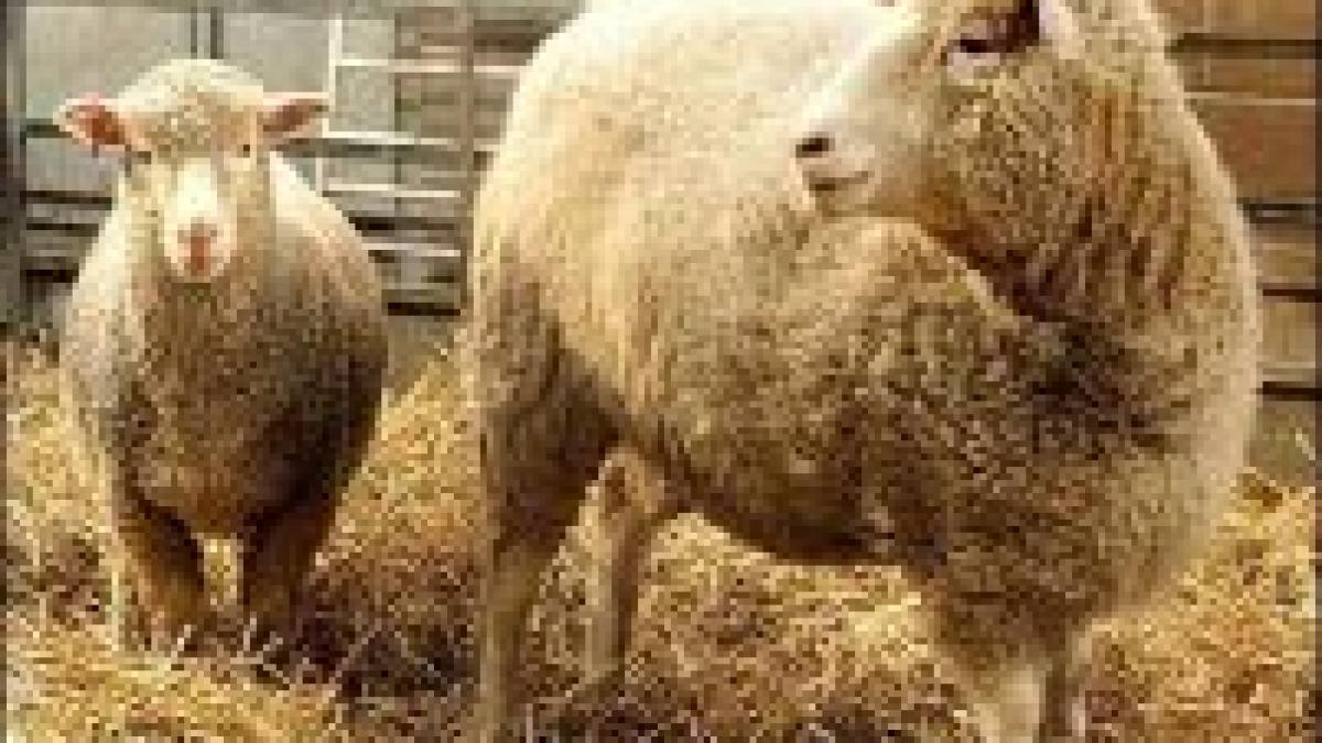 ue animalele clonate sunt numai bune de mancat