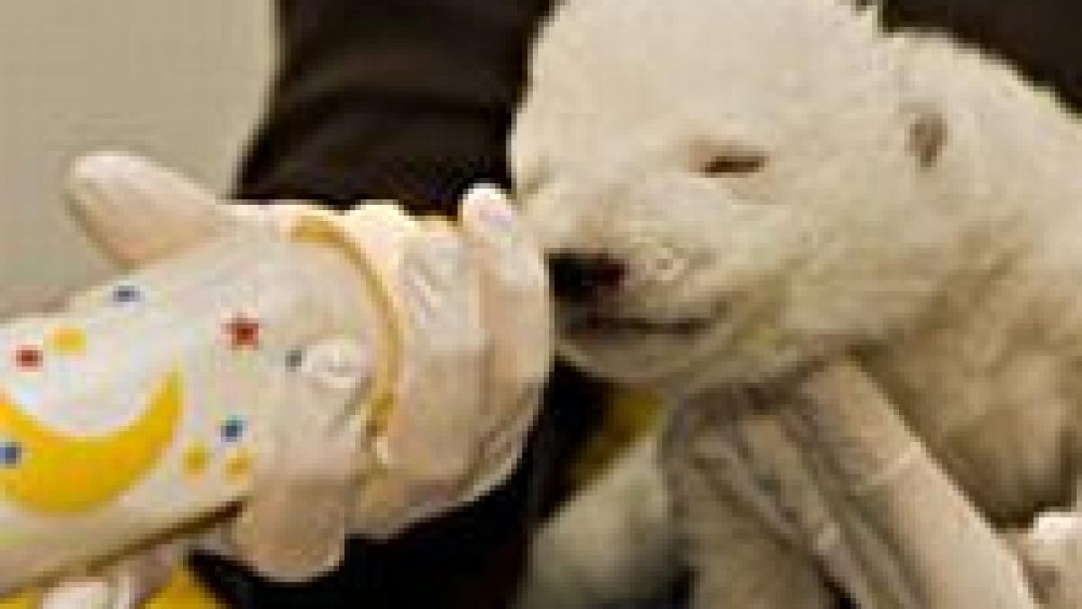 ursuletul polar de la zoo nuremberg are acum si un nume galerie foto