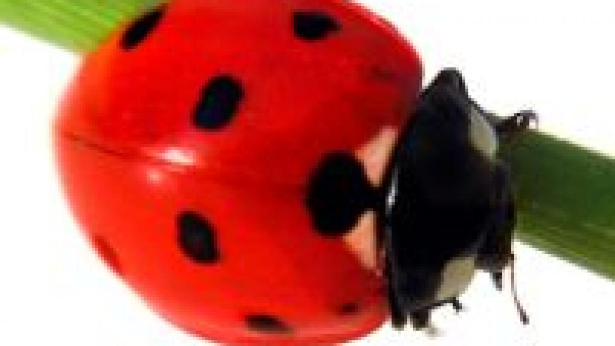 gargarita ar putea fi mascota bucurestiului