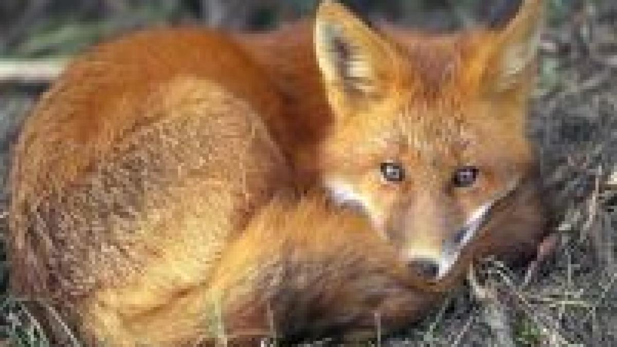 autoritatile au mutat o vulpe turbata din bucuresti in ilfov