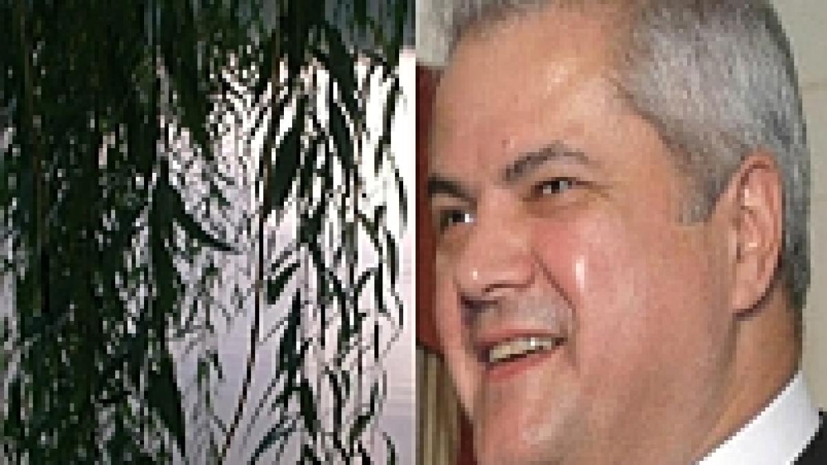 nastase vrea imbunatatirea confortului termic prin cultivarea salciei plop