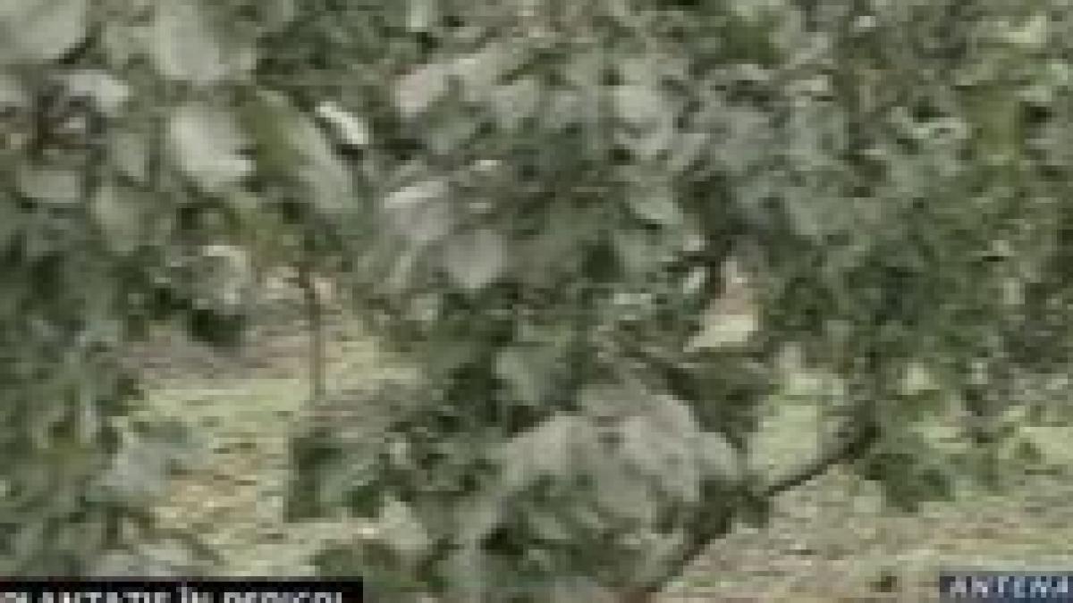 plantatia nationala de caisi la un pas de a deveni cartier rezidential