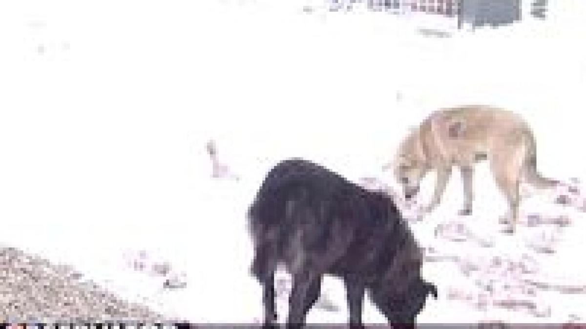 sute de caini au fost abandonati in tarcul de la glina video