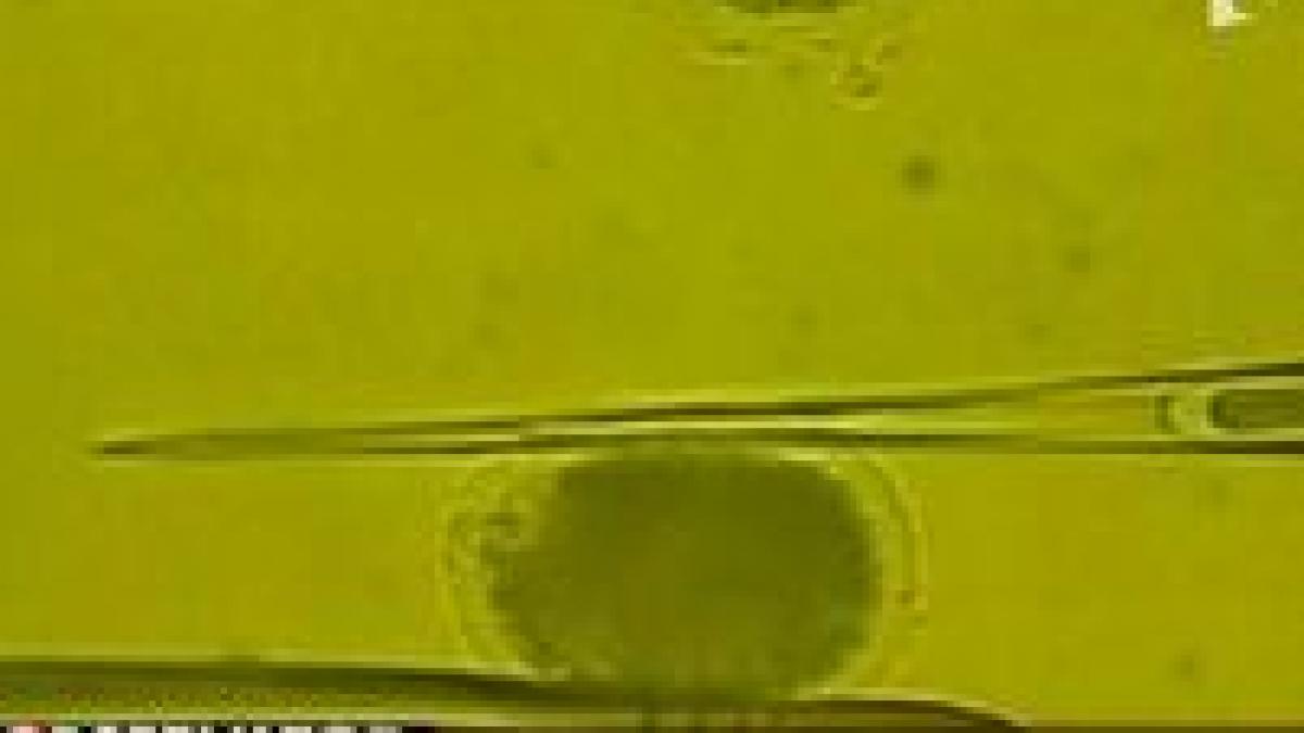 cercetatorii au creat sperma din celulele unei femei