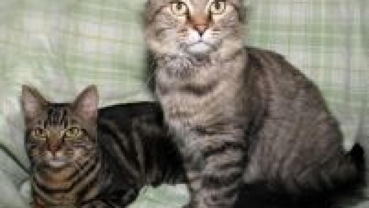 cititorii antena3 ro zeci de animale gasite moarte intr un sat din arges