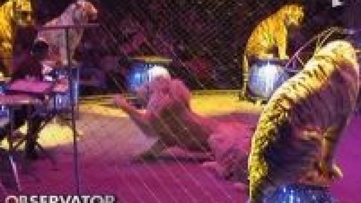 leii de la globus au atacat dresorul in timpul spectacolului video