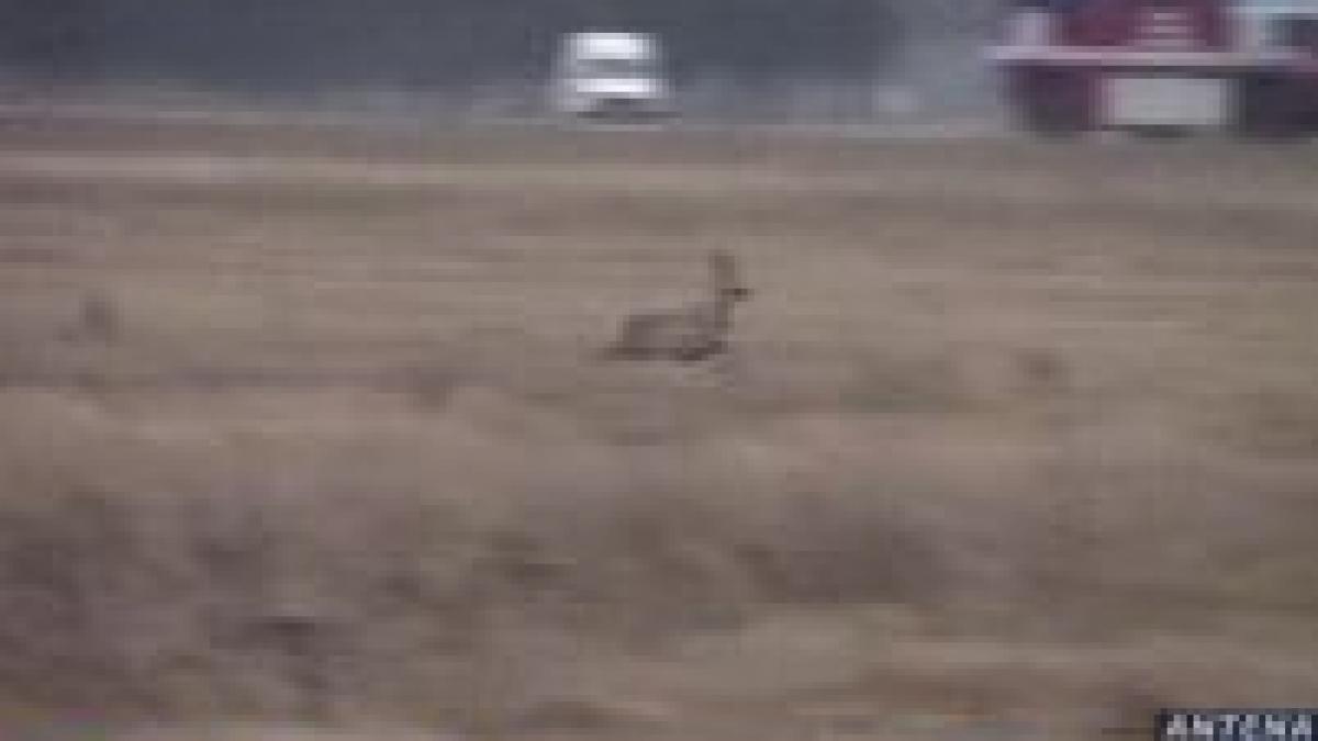 o caprioara terorizeaza angajatii aeroportului mihail kogalniceanu video