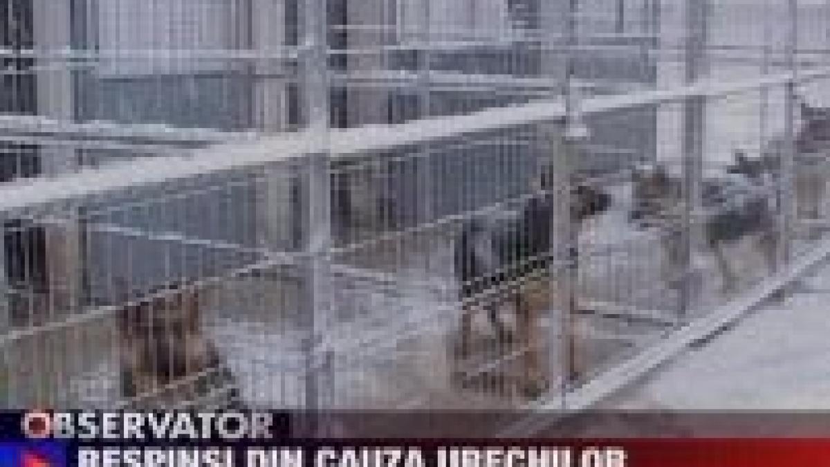 sibiu patru caini provoaca o criza birocratica la unitatea canina a ministerului de interne