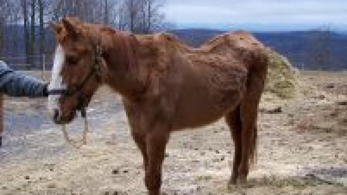 sute de cai mor de foame dupa ce statul a interzis circulatia carutelor video