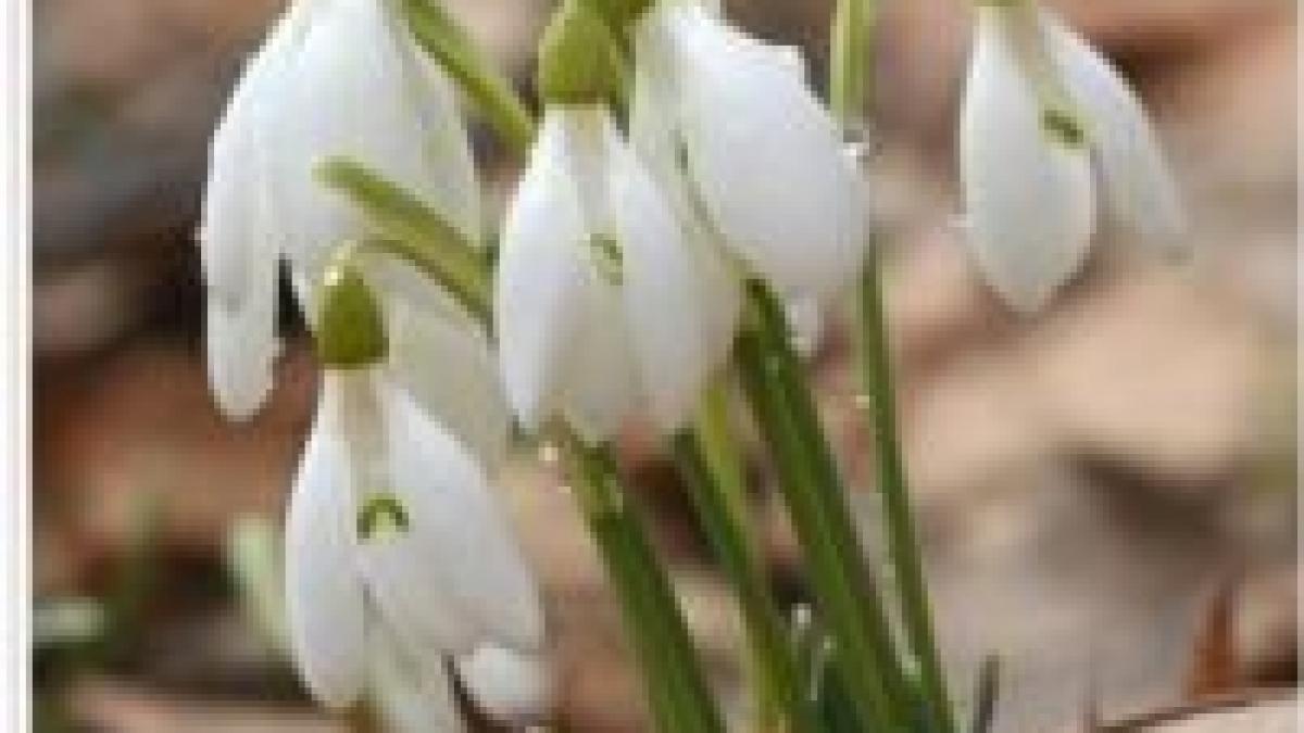 vreme deosebit de calda 20 de grade celsius in vestul tarii