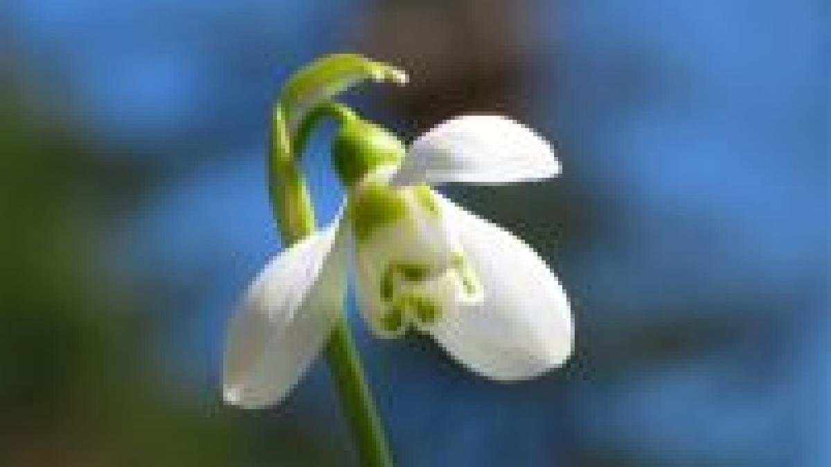 cum tratam astenia de primavara