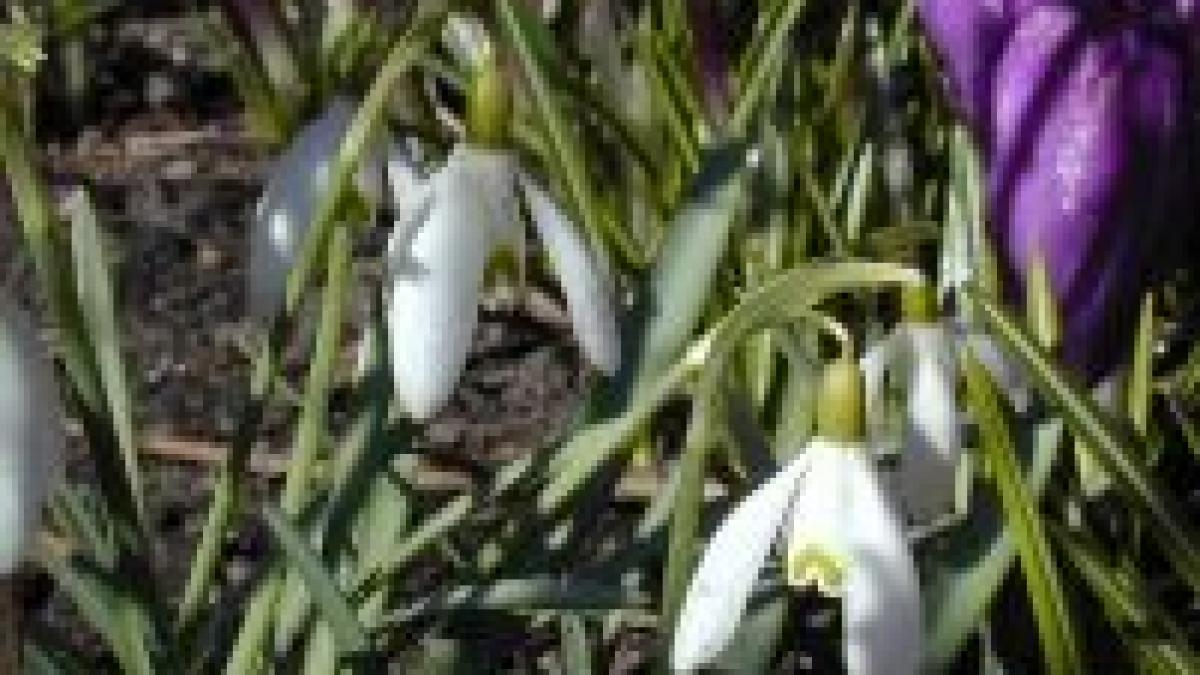 1 martie datina intampinarii primaverii la romani