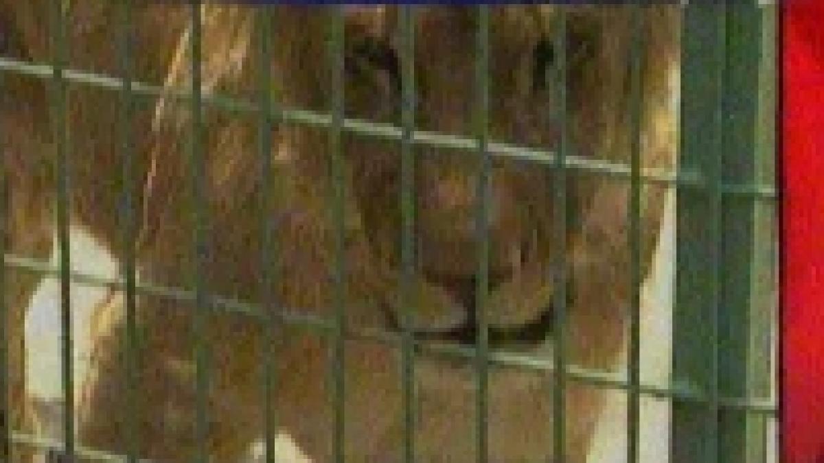 zoo mai pierde un animal leoaica elsa a murit in timpul unei operatii