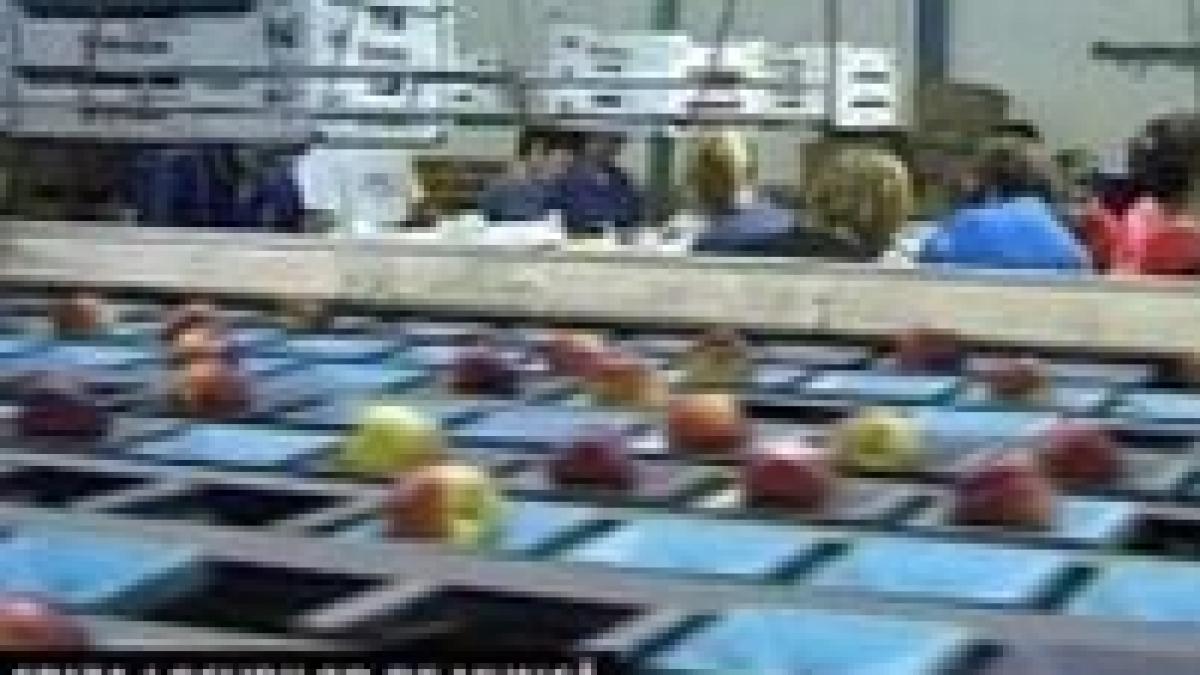 muncitorii romani din italia s ar intoarce in tara pe salarii de peste 450 de euro