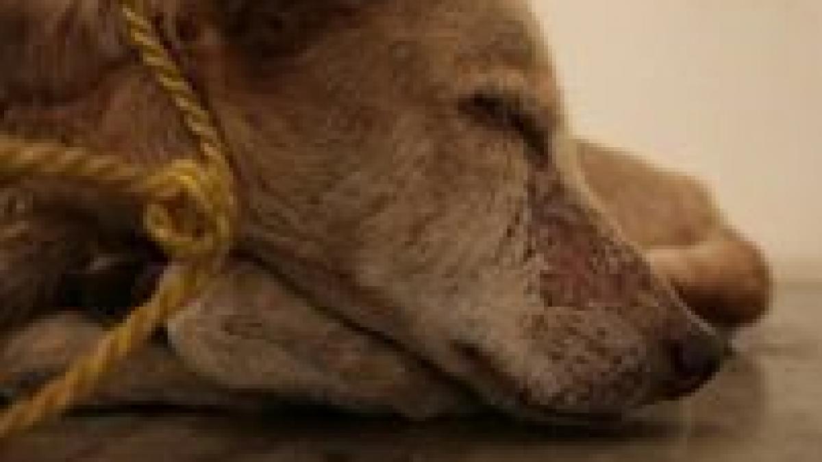 Un artist din Costa Rica a "expus" un căţel legat, pe care l-a lăsat să moară de foame <font color=red>(VIDEO)</font>