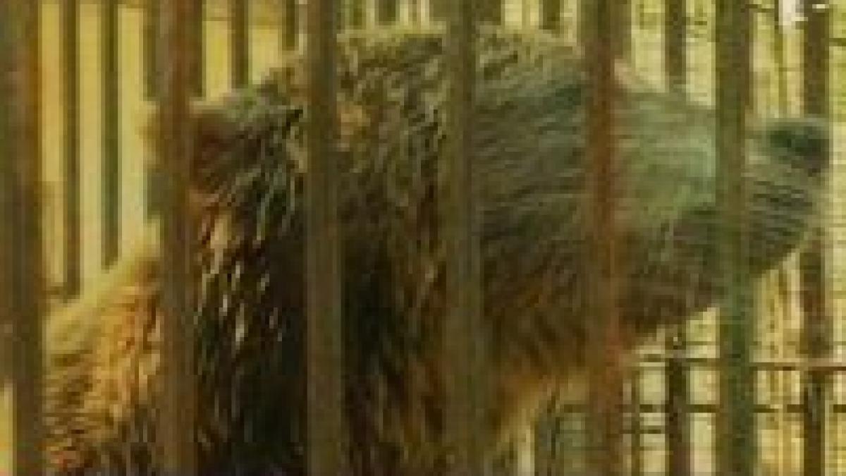 videanu vrea sa mute gradina zoologica din baneasa in chiajna