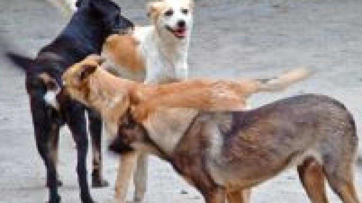 george w bush a fost intampinat in romania de maidanezi