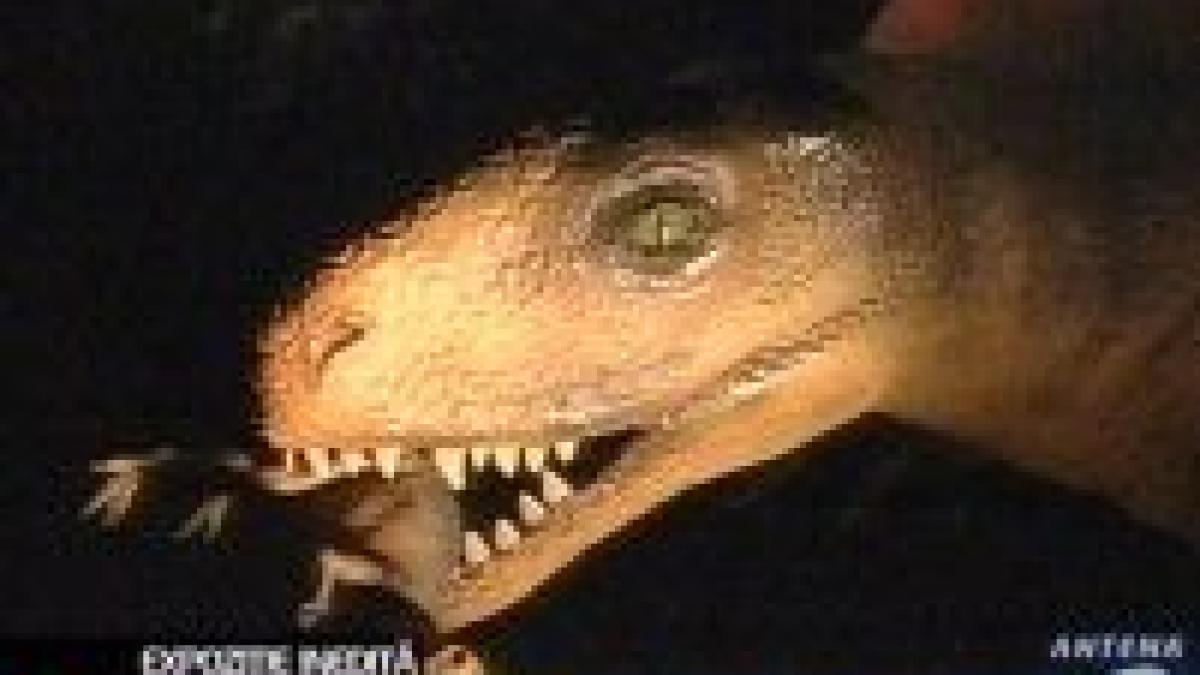 expozitie inedita la cluj pot fi admirati peste 50 de dinozauri in marime naturala video