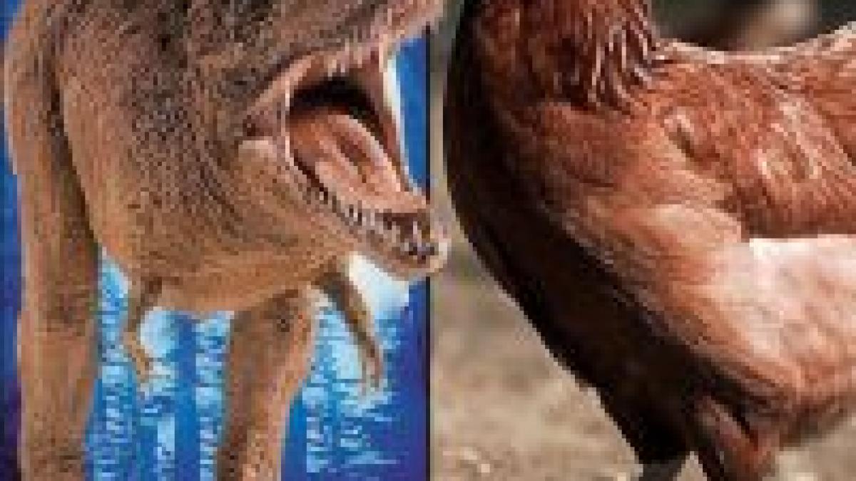 un studiu american arata ca tyrannosaurus rex se inrudeste cu puiul de gaina