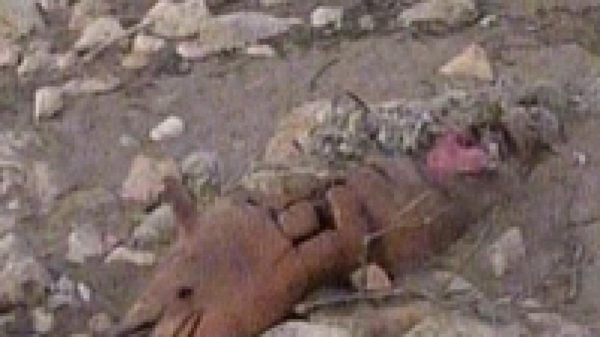 delfini macelariti de braconieri in marea neagra video